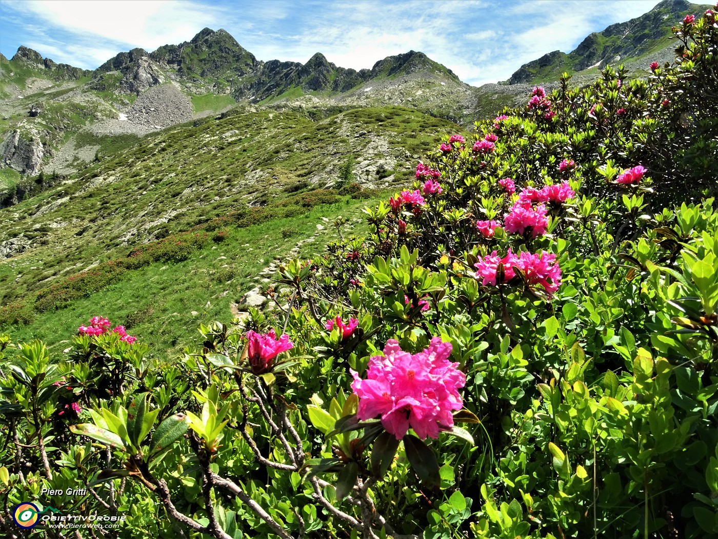 35 Rododendri rossi (Rhododendron ferrugineum) con vista in Cima Cadelle.JPG